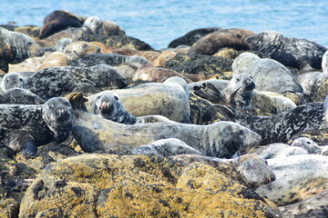 Grey seals (Halichoerus grypus) hauling out onto rocks to rest at Farne Islands National Nature Reserve, England.