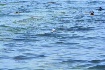 A raft of grey seals (Halichoerus grypus) swimming and peeking out from the water at the Farne islands' shore at late Spring. 