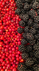 Blackberry and cowberry 