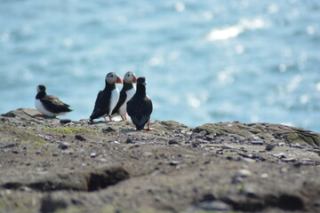 Three atlantic puffins sitting on the edge of a cliff at Farne Islands National Nature Reserve in Spring. 