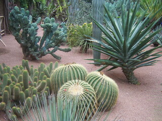 Jardin de cactus