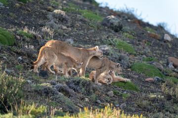 The Cougar (Puma concolor)