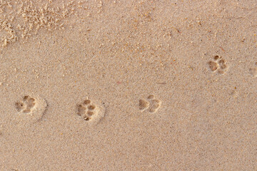 Fototapeta na wymiar Cat paw prints on wet sand. Funny background