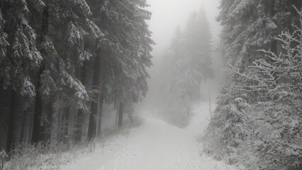 snow covered path in the forest (Thüringer Wald)