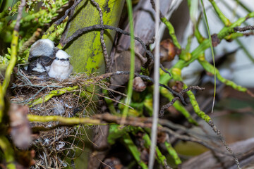 nest with baby chicks Masked washerwoman or bride
Itanhaem- SP BRASIL - DEZEMBRO 26, 2020