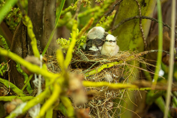 nest with baby chicks Masked washerwoman or bride
Itanhaem- SP BRASIL - DEZEMBRO 26, 2020