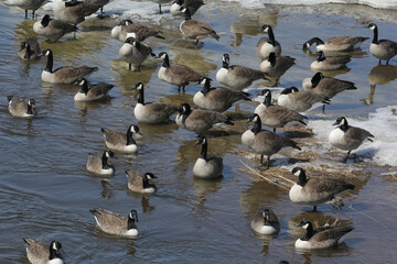 Flock of geese on a spring iced riverbed
