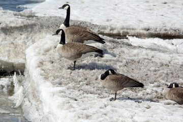 Flock of geese on a spring iced riverbed