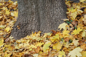 patterns on the bark of a maple tree and fallen yellow autumn maple leaves in the park