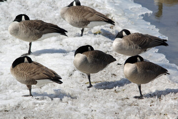 Flock of geese on a spring iced riverbed