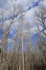 Landscape of Flatwood wild park in Tampa. Florida	