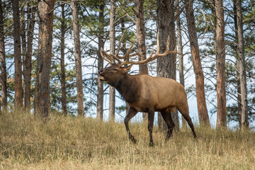 Naklejka na ściany i meble Large Bull Elk in the Forest Bugling