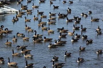 Flock of geese on a spring iced riverbed