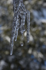 Closeup of icicle formation with water droplets falling as the temperature gets warmer during winter. Blurred background with bokeh effects.