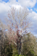 Obraz na płótnie Canvas Colorful winter tree leaf in Florida