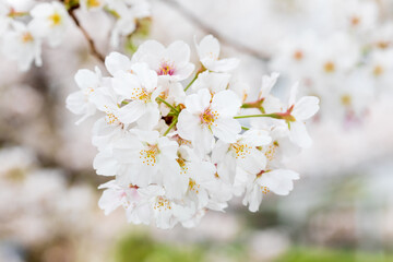 満開の桜、ソメイヨシノ