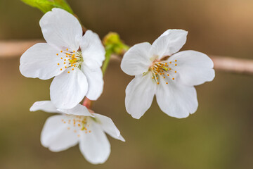Naklejka na ściany i meble 満開の桜、ソメイヨシノ