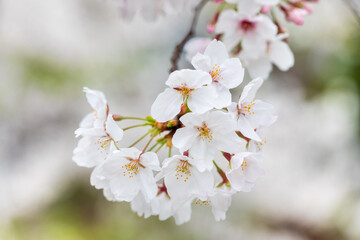 満開の桜、ソメイヨシノ