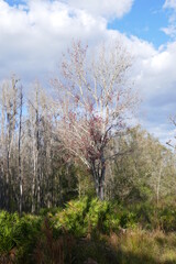 Obraz na płótnie Canvas Landscape of Flatwood wild park in Tampa. Florida 