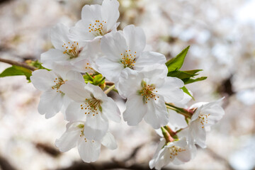 満開の桜、ソメイヨシノ
