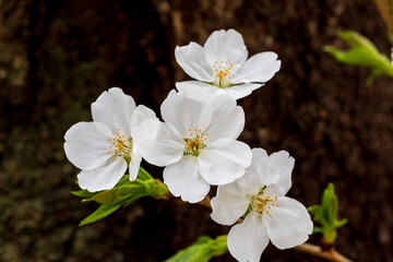 満開の桜、ソメイヨシノ