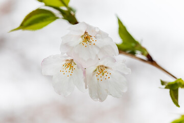 満開の桜、ソメイヨシノ