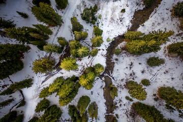 High Angle Looking Down at Pine Forest with Snow-Covered Ground