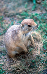 Prairie dogs on the prairie of South Dakota, USA