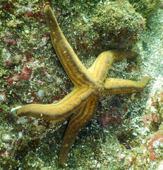 Obraz na płótnie Canvas Costa Rica Pacific sea life