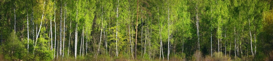 Picturesque panoramic view of the green deciduous and pine forest. Young and mighty trees close-up. Ecology, ecotourism, environmental conservation, pure nature. Texture, background, wallpaper