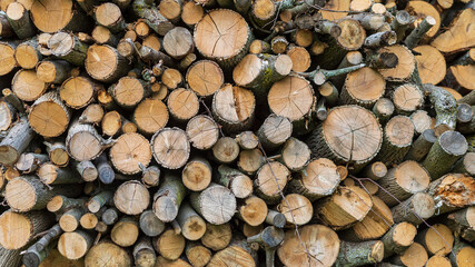 Stack of the tree wooden logs background texture