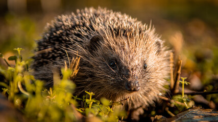 Hedgehog hiding between the grass