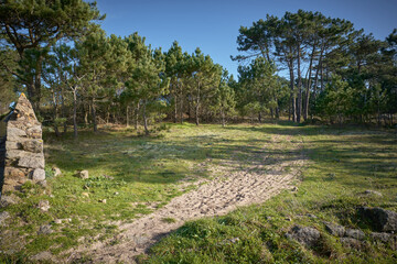 Camino de entrada a un bosque de pinos, senderismo en la costa de Galicia
