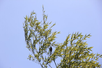 ササに乗る小鳥