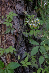 Flores y corteza