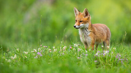 Naklejka na ściany i meble Little red fox, vulpes vulpes, looking on green grass in summer nature with copy space. Young orange predator standing in wildflowers. Animal wildlife on blooming meadow.