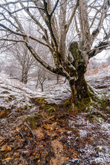 Beautiful and giant beech trees in the forest of Mount Aizkorri in Gipuzkoa. Snowy landscape by winter snows. Basque Country, Spain