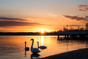Swans on the shore of the lake. Sunrise on the beach. Birds on the background of the rising sun. Dawn over the water.