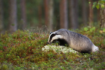 Hungry european badger, meles meles, sniffing cranberries. Wild creature grazing in the wilderness. Animal wildlife in the lingonberry heathland in summer.