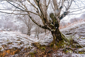 Beautiful and giant beech trees in the forest of Mount Aizkorri in Gipuzkoa. Snowy landscape by winter snows. Basque Country, Spain