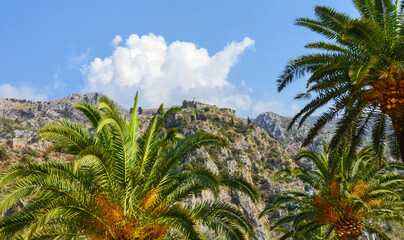 Palm trees on the Kotor embankment. Kotor. Montenegro