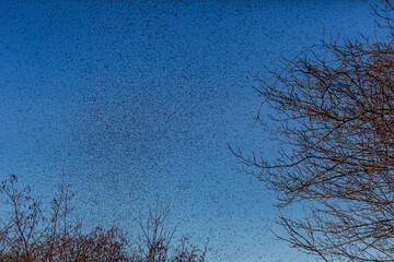 A swarm of midge flies converges and fly on a clear blue sky