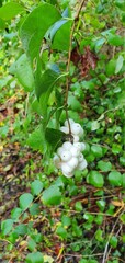Snow Berries