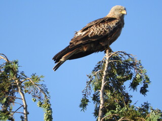 Red Kite on a Tree