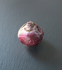 Bulb of Hyacinth, hyacinths bulb, Hyacinthus orientalis, spring flower