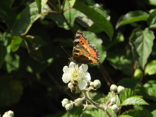 Red Admiral Butterfly on Brambles