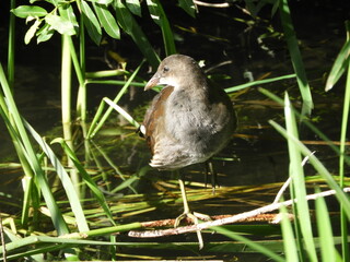 Moorhen