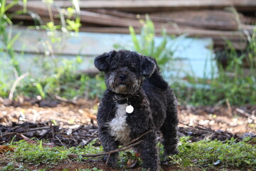 Schoodle Schnoodle Dog cão Cachorro