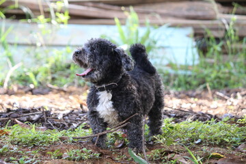 Schoodle Schnoodle Dog c&atilde;o Cachorro