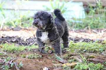 Fototapeta premium Schoodle Schnoodle Dog cão Cachorro